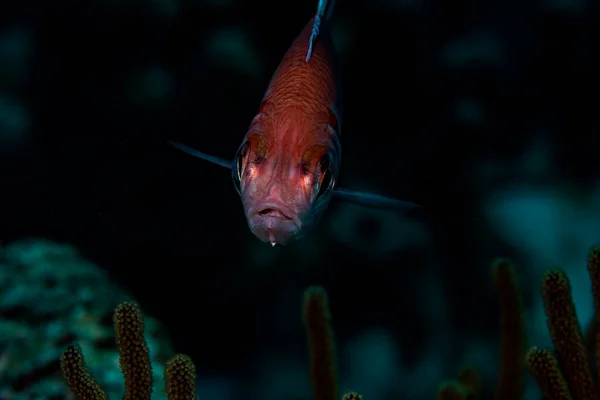 Bonaire Hollanda Buddys Resifi Keşfeden Büyük Gözlü Bir Sincap Balığı — Stok fotoğraf