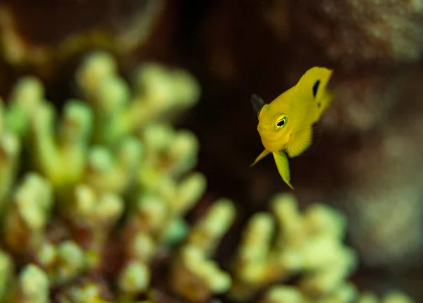 Threespot Damselfish Buddy Reef Bonaire Netherlands Scientific Name Stegastes Planifrons — Stock Photo, Image