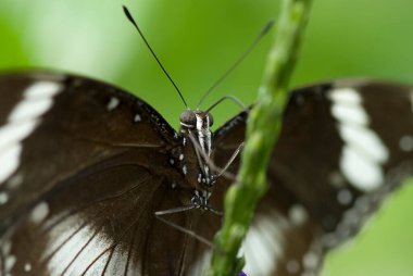 Papilionidae familyasının yaygın bir Mormon Kelebeği (Papilio polytes) fotoğrafı, Asya 'da yaygındır..