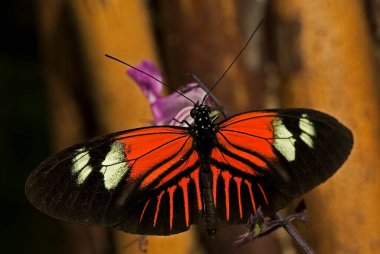 Nymphalidae familyasından Doris Longwing Buttterfly 'ın (Heliconius doris) fotoğrafı. Meksika ve Amazon Havzası 'nda yaygın. 