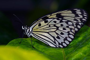 Nymphalidae familyasından bir Rice Paper Butterfly, Güney Doğu Asya 'da bulundu..