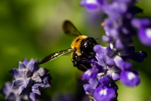 一只木蜂 木耳草 在紫色的野花中觅食 — 图库照片