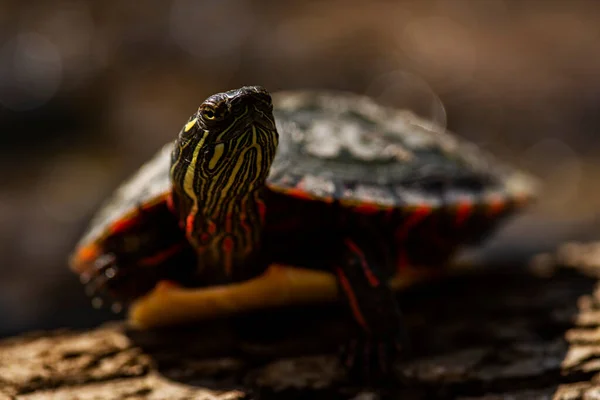 Покрашенная Черепаха Впитывает Солнце Пруд Chrysemys Picta — стоковое фото