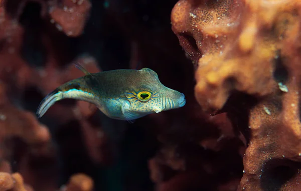 ホンジュラスのロアタン島のサンゴ礁の野生のシャープノーズ パファー — ストック写真