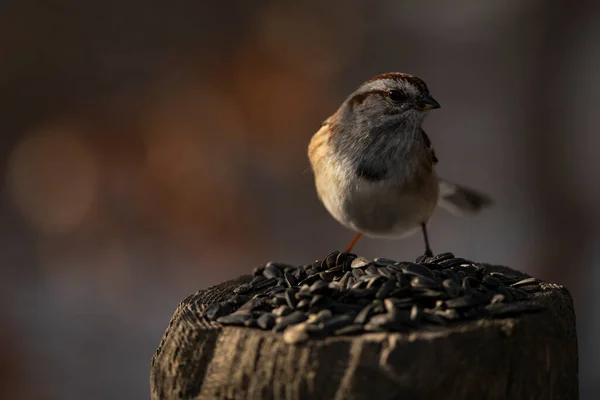 Ein American Tree Sparrow Auf Nahrungssuche Spizelloides Arborea — Stockfoto