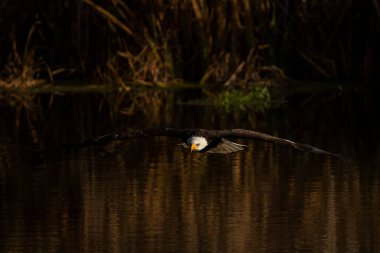 A trained bald eagle in flight, Haliaeetus leucocephalus.