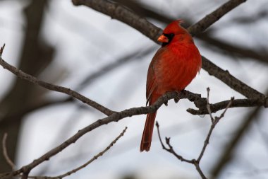Bir erkek kızıl kuzey kardinali, Cardinalis Cardinalis 'in dalına tünemiş.