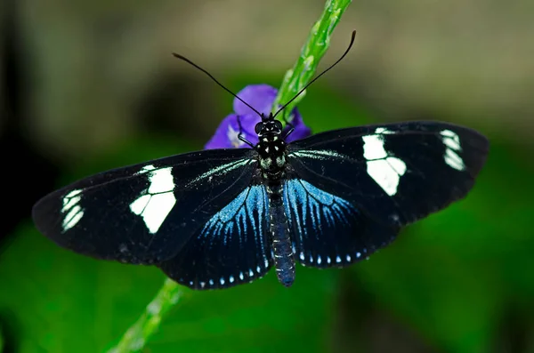 Doris Longwing Butterfly Família Nymphalidae Nativa Bacia Amazônica Através México — Fotografia de Stock