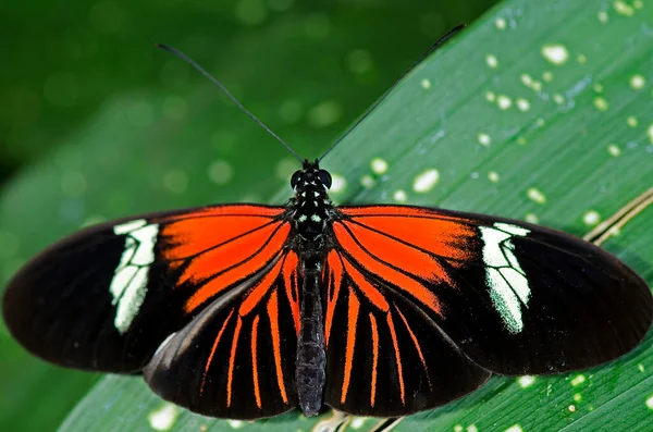 Una Mariposa Doris Alargada Familia Nymphalidae Nativa Cuenca Amazónica Través —  Fotos de Stock