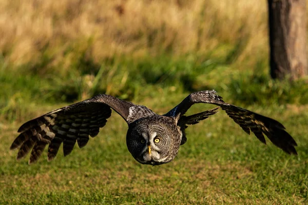 Uçan Eğitimli Gri Baykuşun Fotoğrafı Strix Bulutsusu — Stok fotoğraf