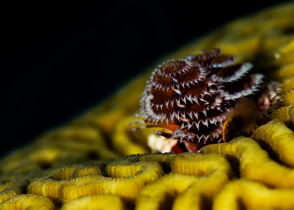 荷兰博内尔市巴迪珊瑚礁石珊瑚上的圣诞树蠕虫 科学上的名字是斯皮罗拉古龙 — 图库照片