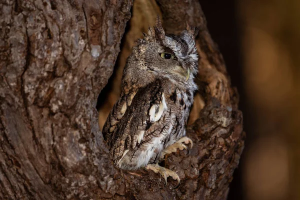 Jovem Treinado Eastern Screech Owl Morfo Marrom Empoleirado Uma Árvore — Fotografia de Stock