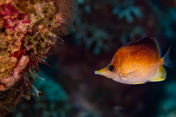 Ein Langschnabelfalterfisch Riff Bonaire Prognathoden Aculeatus — Stockfoto