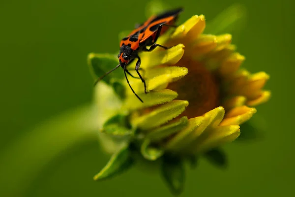 Ein Käfer Krabbelt Auf Einer Wildblume Faszienschnecke — Stockfoto