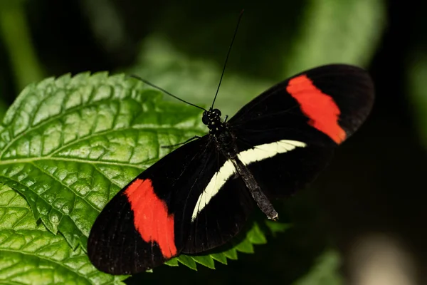 Μια Μικρή Πεταλούδα Ταχυδρόμος Σκαρφαλωμένη Ένα Φύλλο — Φωτογραφία Αρχείου