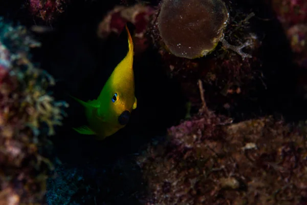 Rock Beauty Angelfish Chaetodon Capistratus Reef Bonaire Netherlands Holacanthus Tricolor — Stock Photo, Image