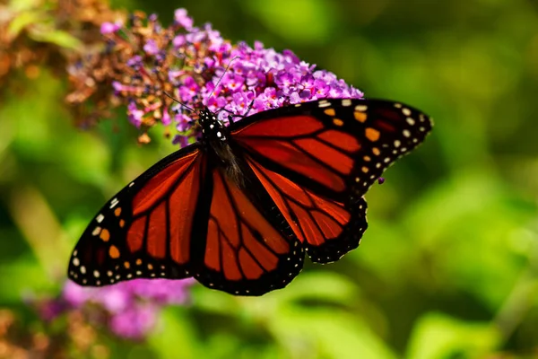 Papillon Monarque Danaus Plexippus — Photo