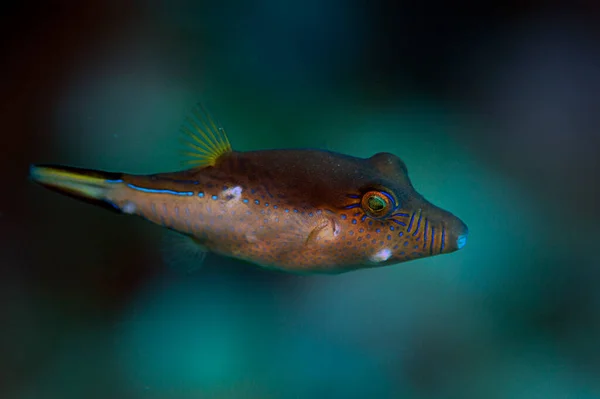 Sharpnose Puffer Wild Reef Roatan Honduras — Stock Photo, Image