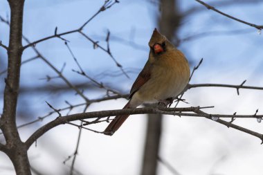 Bir dişi kuzey kardinali ağaç dalına tünemiş. Cardinalis cardinalis