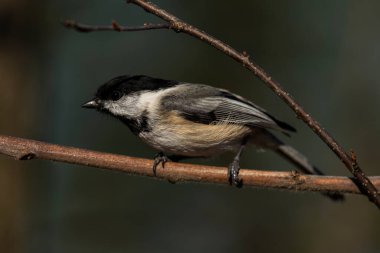 Yiyecek arayan siyah başlıklı bir piliç. Poecile atricapillus