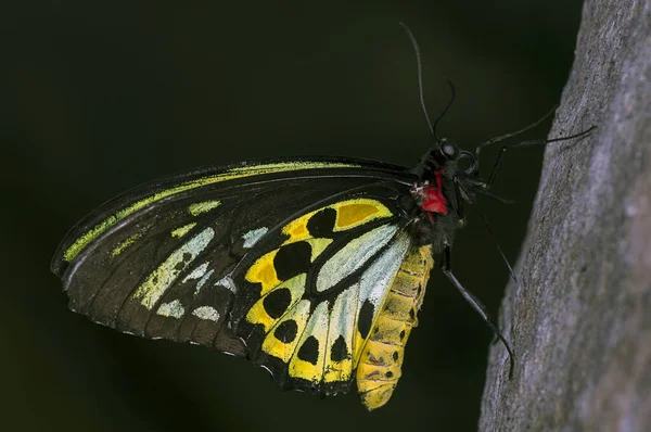 Mariposa Macho Cairns Birdwing Ornithoptera Priamus Familia Papilionidae —  Fotos de Stock
