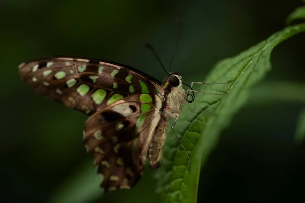 Tailed Jay Butterfly Hanging Leaf — Stock Photo, Image