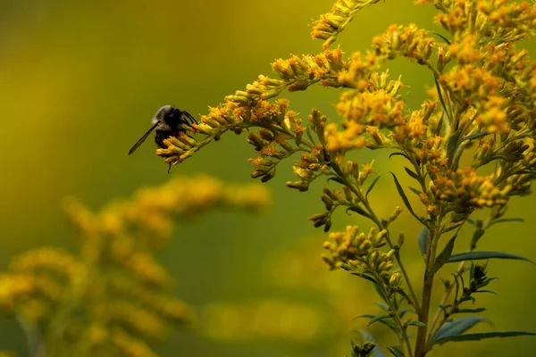 一只普通的东方大黄蜂 不急不急待地在秋天的花朵上觅食 — 图库照片