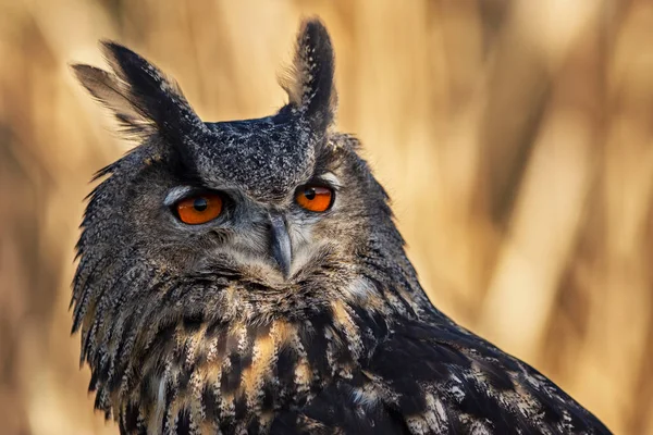 Tränad Eurasian Eagle Owl Sitter Abborre Vetenskapligt Namn Bubo Bubo — Stockfoto