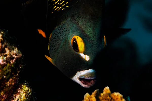 Bir Fransız Melek Balığı Bonaire Hollanda Geziniyor Bilimsel Adı Pomacanthus — Stok fotoğraf
