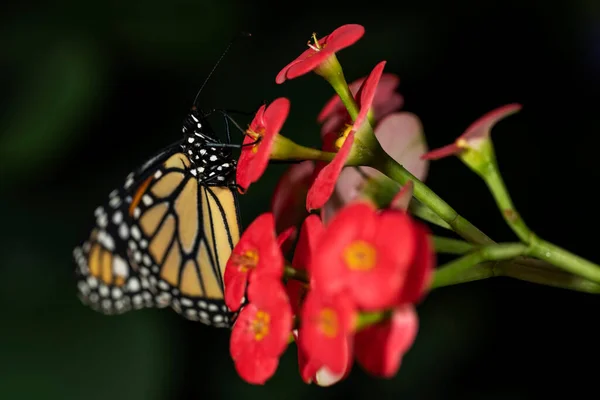 Una Farfalla Monarca Appoggiata Una Pianta Colorata — Foto Stock