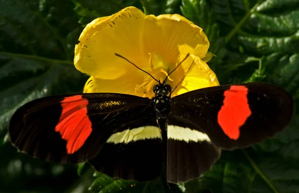 Makroaufnahme Eines Kleinen Postboten Schmetterlings Helikonisch Erato — Stockfoto