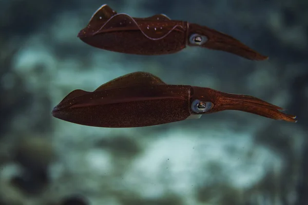 Ein Paar Karibik Riff Tintenfische Kreuzt Entlang Des Riffs Bonaire — Stockfoto