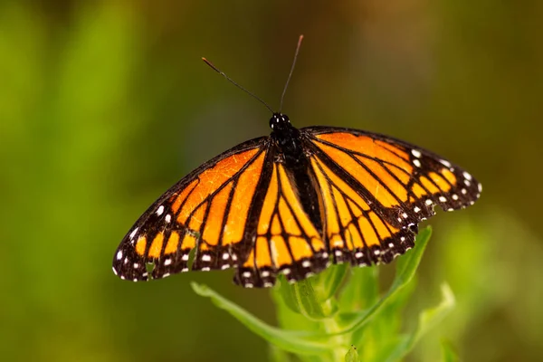 Una Farfalla Monarca Danaus Plexippus Appollaiata Una Pianta Selvatica — Foto Stock
