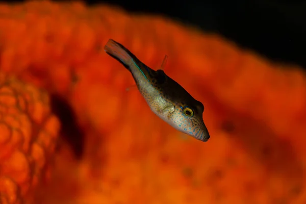 발렌틴 복족강이 보네르 산호초를 탐험하고 학명은 Canthigaster Valentine 입니다 — 스톡 사진