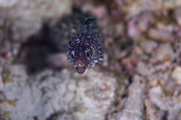 Spotted Moray Eel Hanging Out Reef Bonaire Netherlands — 스톡 사진