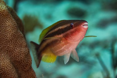 Bonaire, Hollanda 'daki resifte genç bir papağan balığı. Scarus taeniopterus