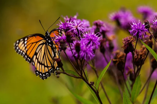 Papillon Monarque Danaus Plexippus Perché Sur Une Fleur Sauvage — Photo