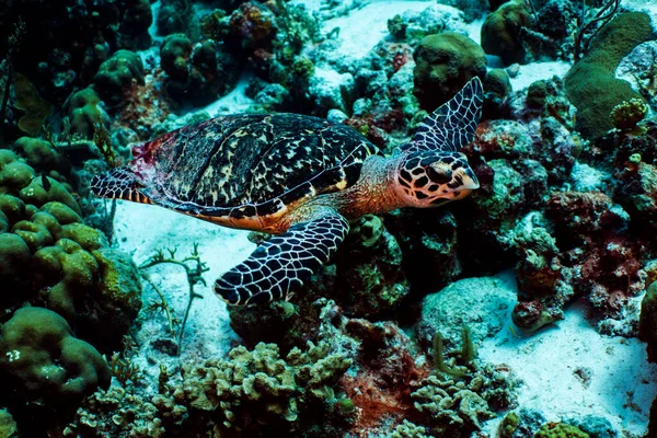 Морська Черепаха Яструб Hawksbill Sea Turtle Плаває Над Рифом Бонайрі — стокове фото