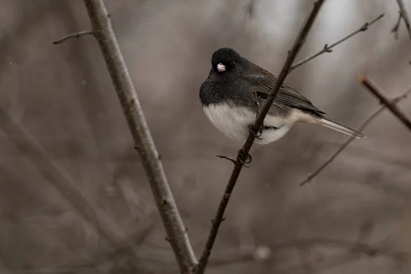 Male Dark Eyed Junco Perched Branch Junco Hyemalis — Stock Photo, Image