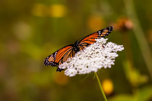 Papillon Monarque Danaus Plexippus Perché Sur Une Fleur Sauvage — Photo
