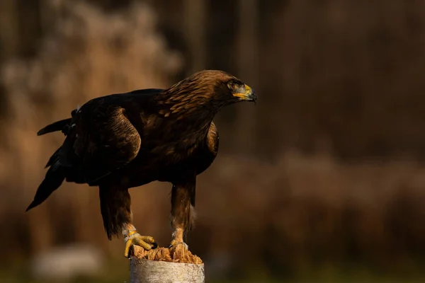 A trained European Golden Eagle perches on a post. Scientific name: Aquila chrysaetos