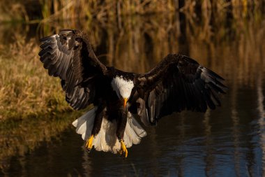 A trained bald eagle in flight, Haliaeetus leucocephalus.