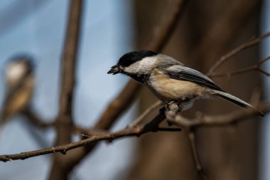 Ağzında ayçiçeği tohumu olan siyah başlıklı bir tavuk. Poecile atricapillus