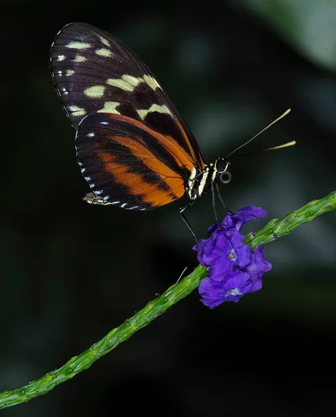 Foto Una Mariposa Tigre Alargada Familia Nymphalidae Nativa Todo México —  Fotos de Stock