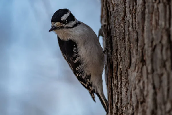 Downy Woodpecker Perched Tree Picoides Pubescens — Stock Photo, Image