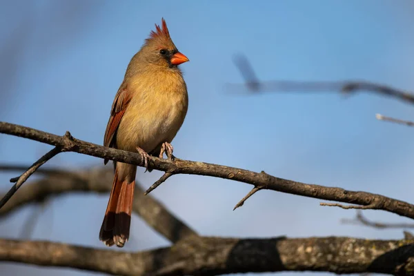 Eine Kardinalin Aus Dem Norden Hockte Freier Wildbahn Auf Einem — Stockfoto