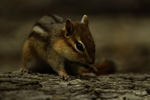 Eastern Chipmunk Searches Area Food — Stock Fotó