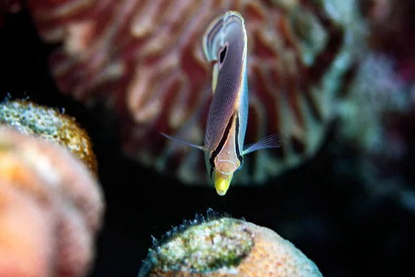 Ένα Foureye Butterflyfish Chaetodon Capistratus Στον Ύφαλο Του Bonaire Στην — Φωτογραφία Αρχείου