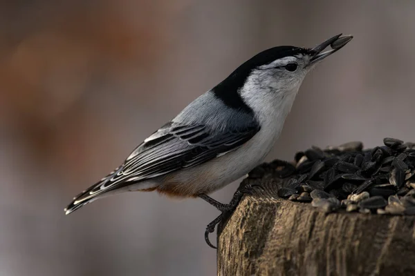 A white-breasted nuthatch feeding. Sitta carolinensis