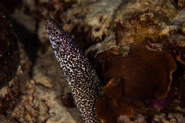 Spotted Moray Eel Hanging Out Reef Bonaire Netherlands — стоковое фото